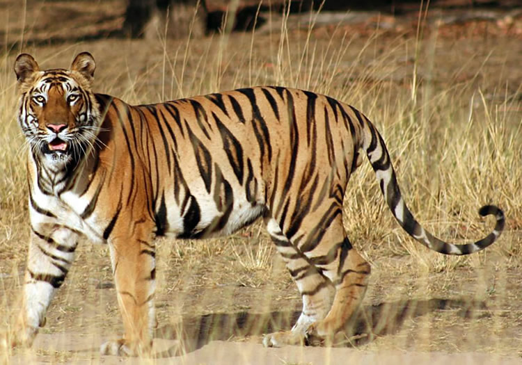 MAhout Routes - Indian Wildlife - Madhya Pradesh