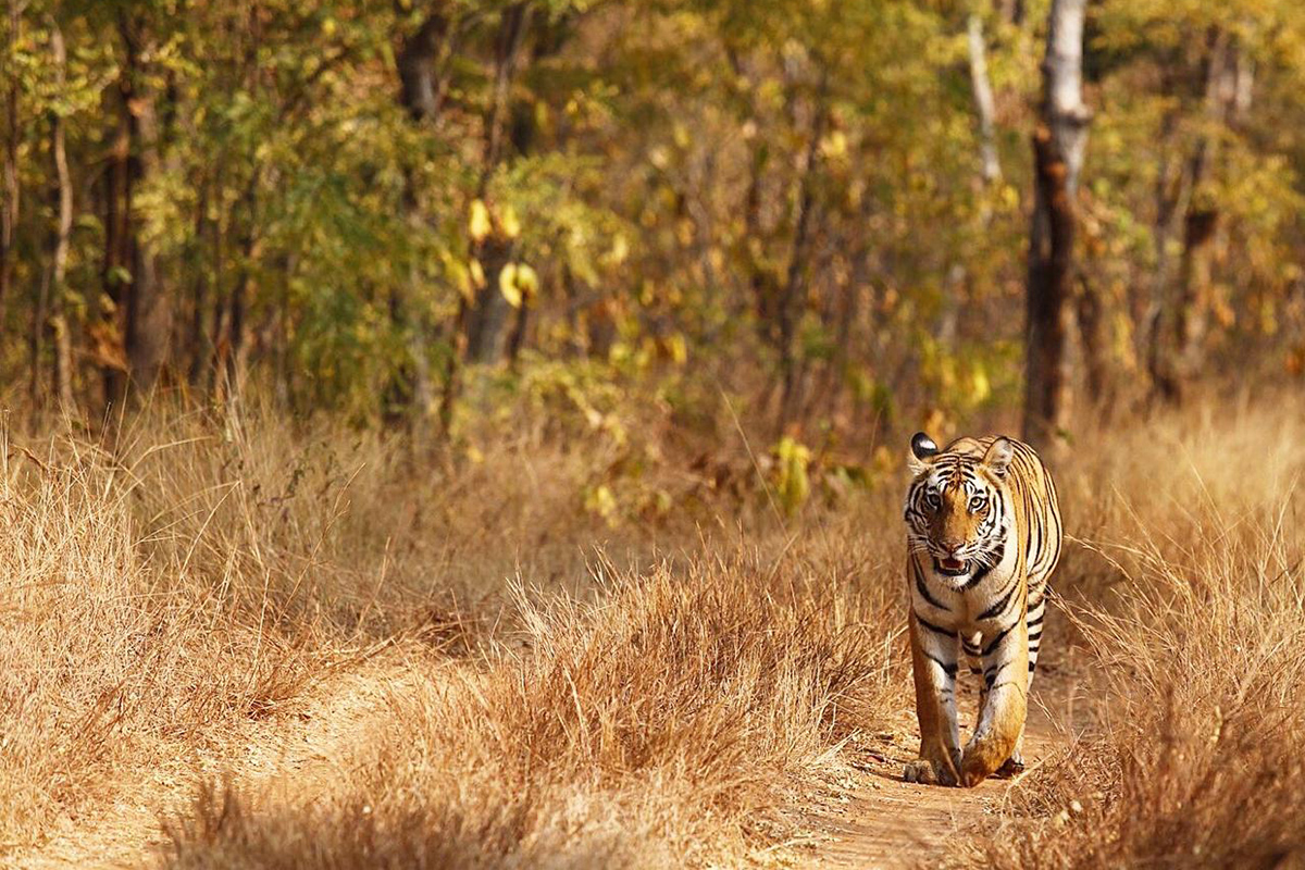 Tiger Tops Karnali Lodge, Bardia National Park